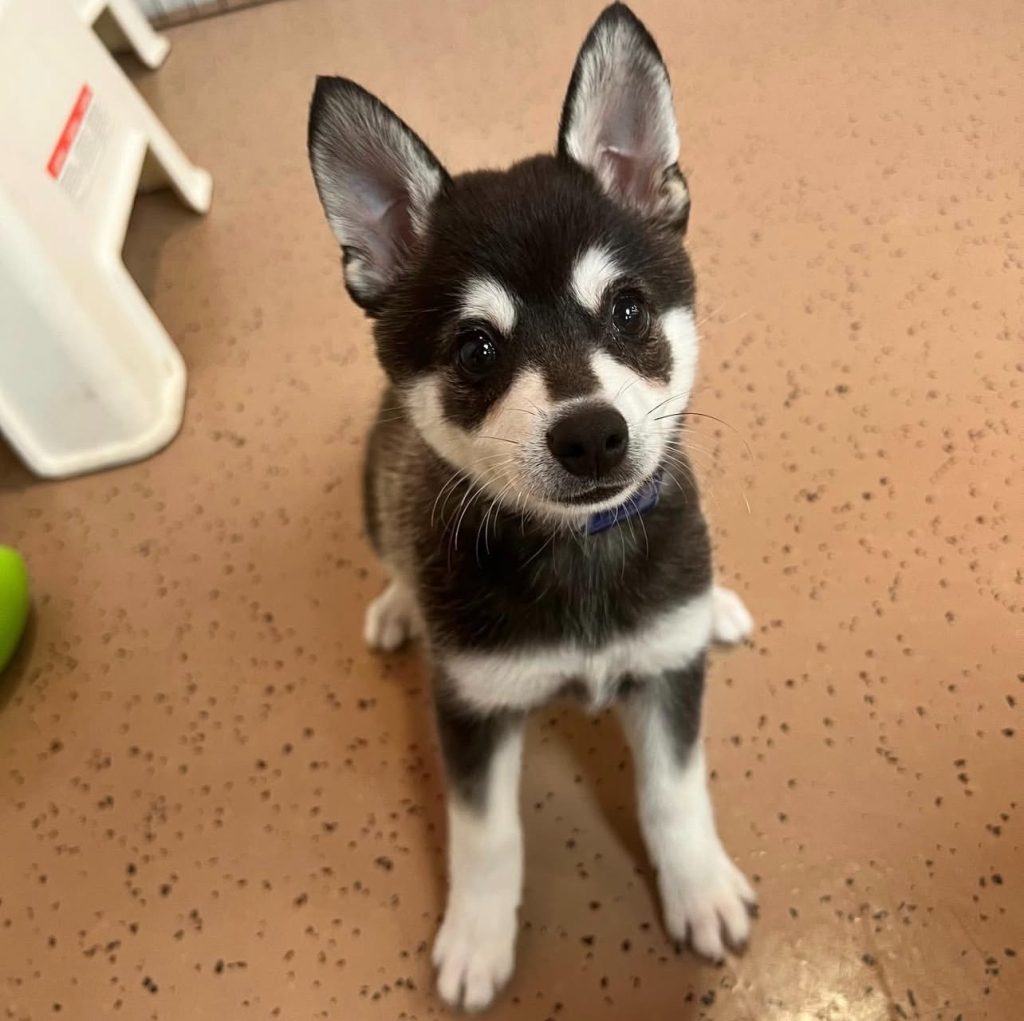 Finding a loyal companion: practical tips to Buy Klee Kai Puppy