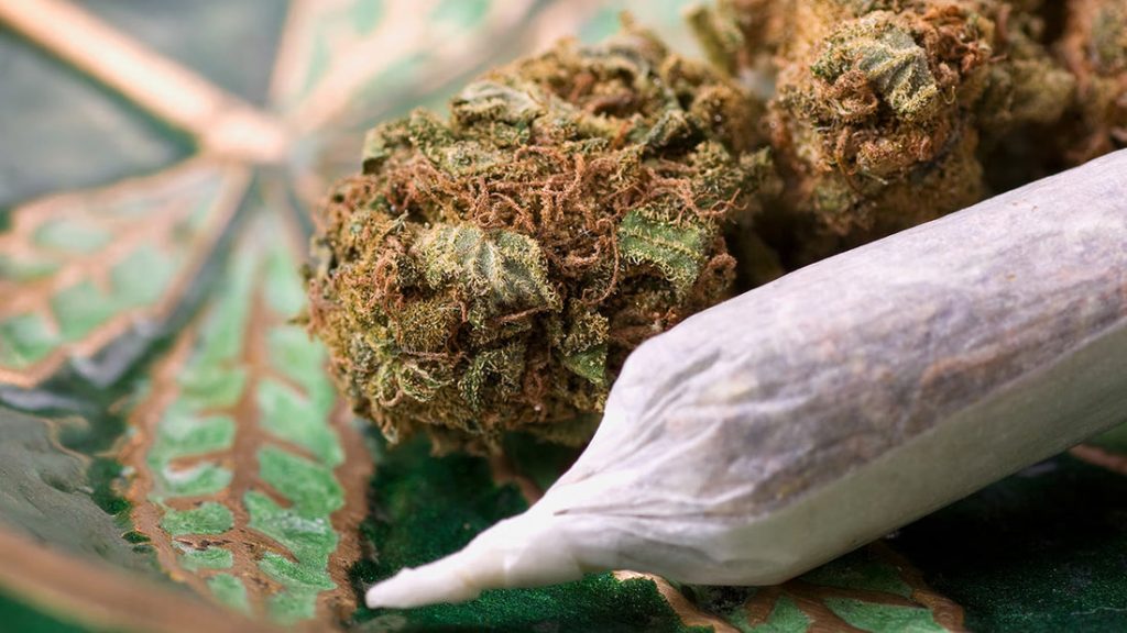 Unlocking the best THCa flower in simple steps Unlocking the best THCa flower in simple steps
