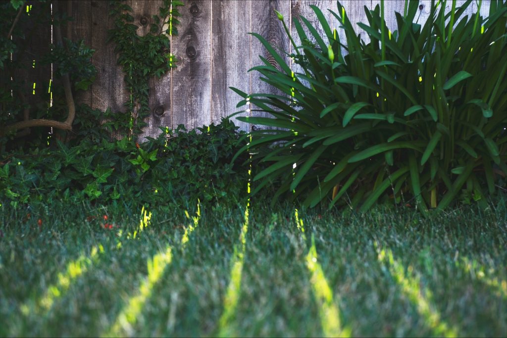 A Practical Guide to Tree Care and Patio Cleanups in Bristol