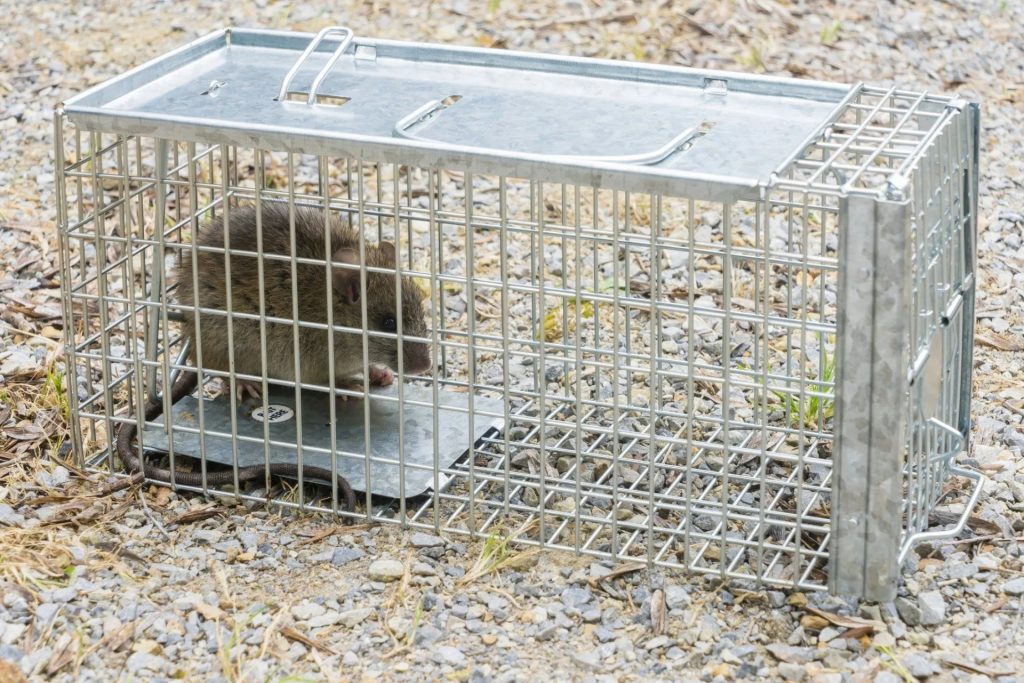 Safe, practical rodent control for Penrith homes that actually works Safe, practical rodent control for Penrith homes that actually works