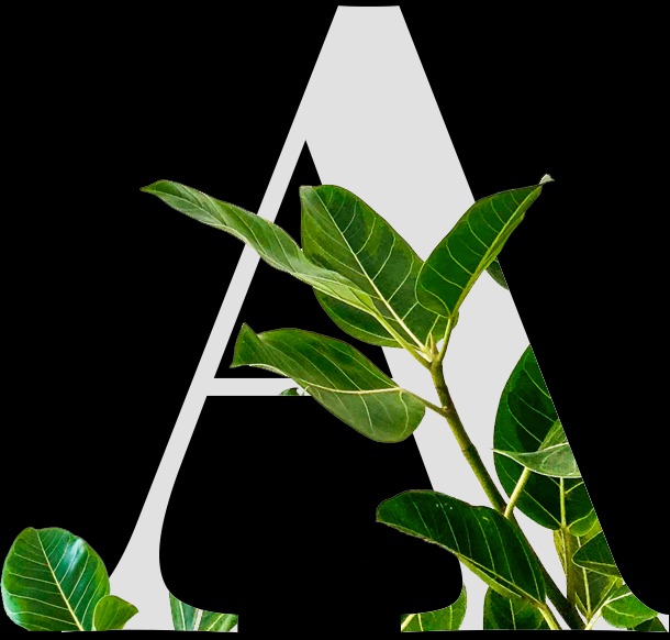 Green walls that fit Perth life: practical vertical garden ideas Green walls that fit Perth life: practical vertical garden ideas