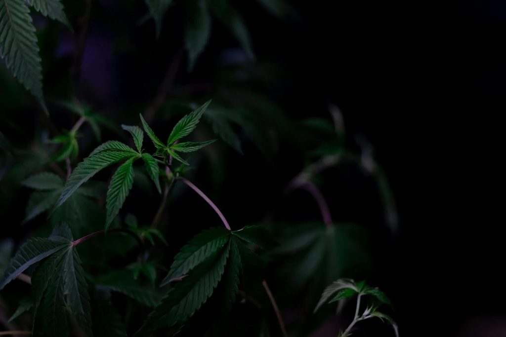 A practical guide to Supply Wellness Cannabis and Bethesda edibles