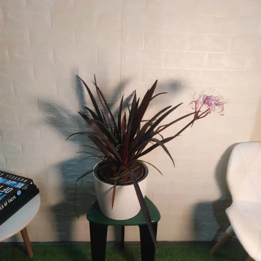 Green Your Workspace with Indoor Plants for Office