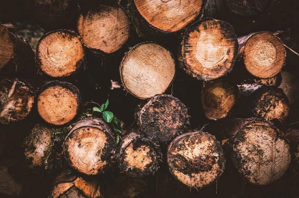 Trusted tree care for Placerville gardens