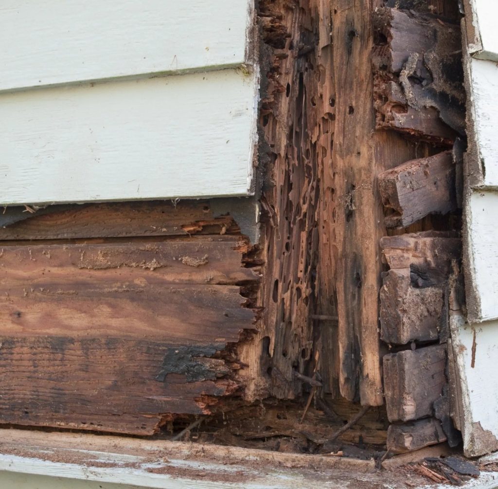 Why Spiders in Home Pest Control Matter for a Safer Home Why Spiders in Home Pest Control Matter for a Safer Home