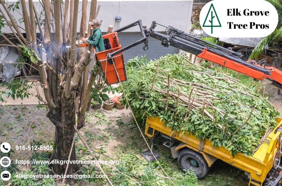 Professional tree care in Elk Grove for safer, healthier trees Professional tree care in Elk Grove for safer, healthier trees