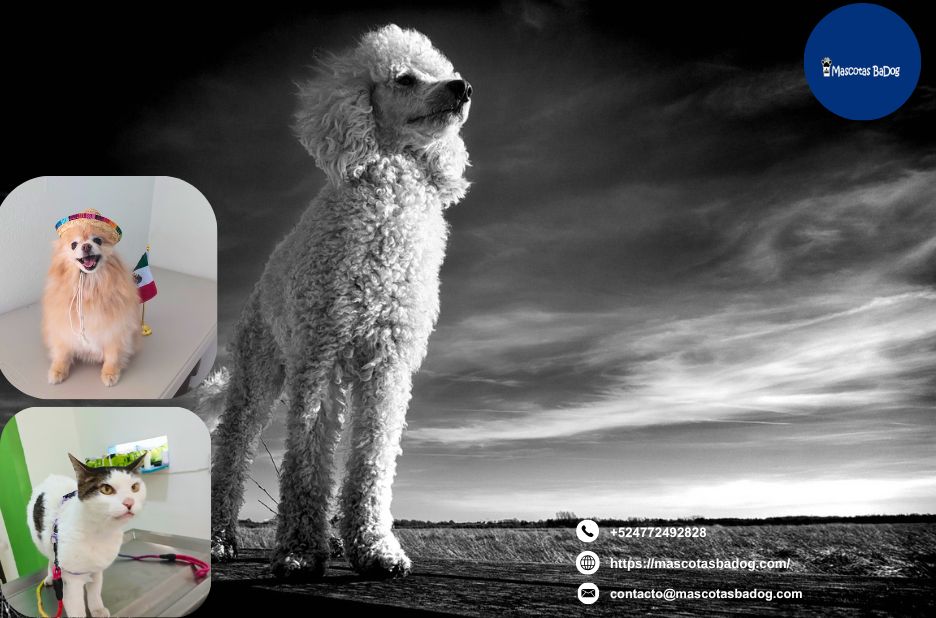 Cuida a tus peludos: servicios para mascotas en León, Guanajuato Cuida a tus peludos: servicios para mascotas en León, Guanajuato