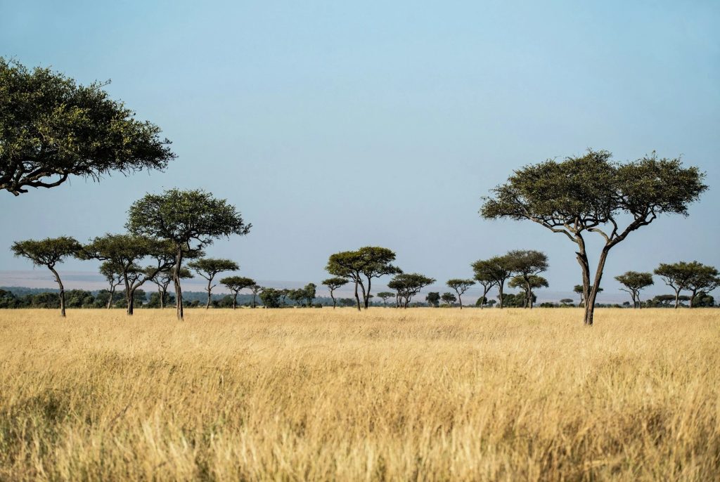 Unforgettable African Safari Escapes for Every Traveller