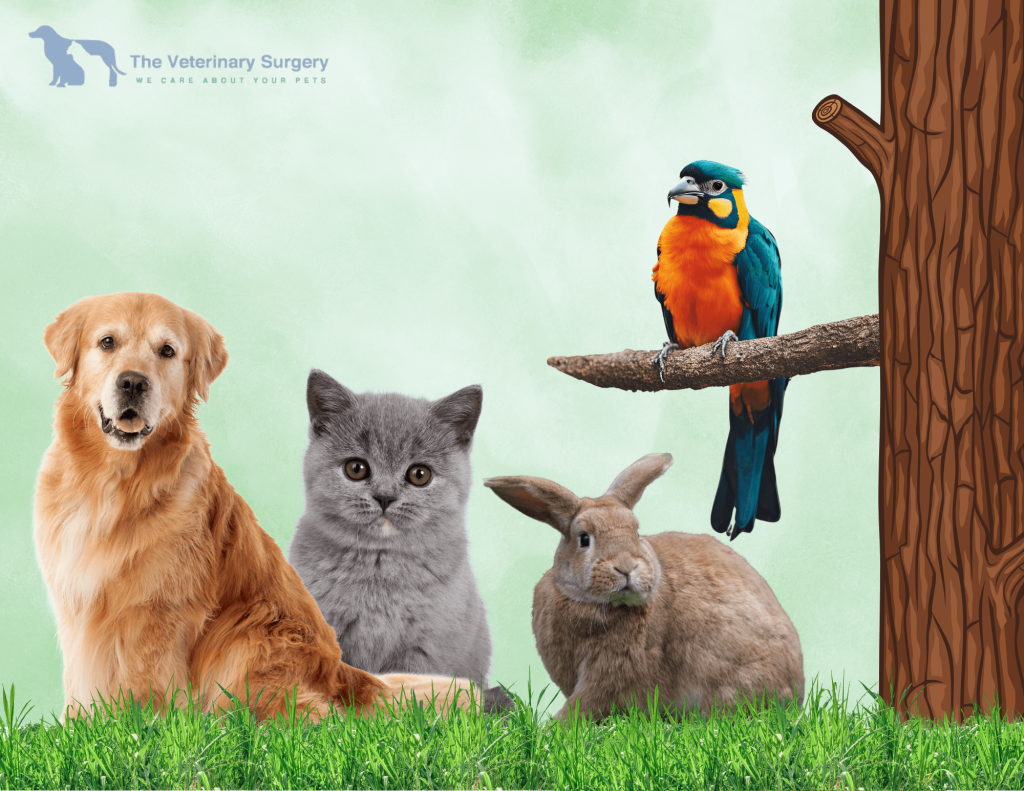 Find Trusted Animal Care in Qatar Without Guesswork