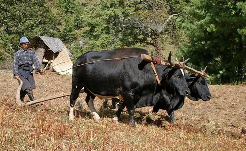 Explore Bhutan: Thoughtful Holiday Packages for Every Traveller Explore Bhutan: Thoughtful Holiday Packages for Every Traveller