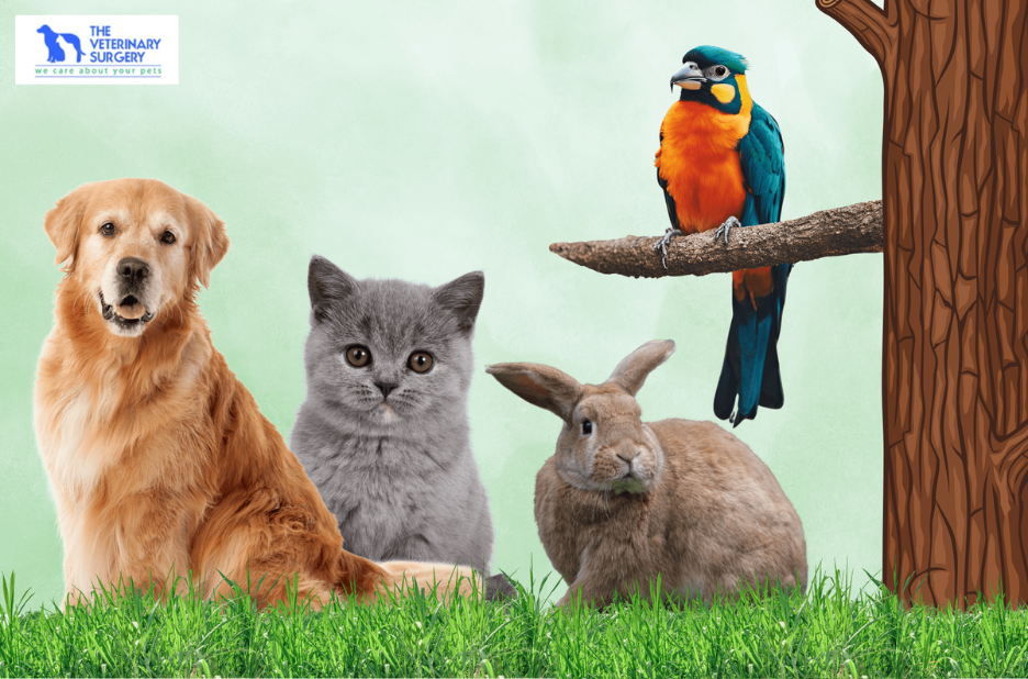 Choosing a trusted veterinary team for your pet in a fast-paced city Choosing a trusted veterinary team for your pet in a fast-paced city