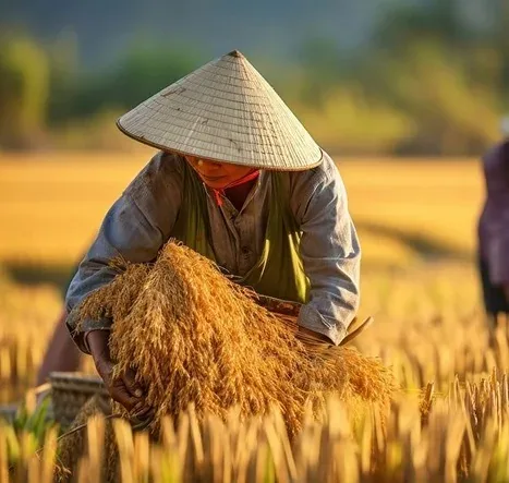 Top 5% Broken Rice Supplier in Africa | Reliable High-Quality Rice Exporter Top 5% Broken Rice Supplier in Africa | Reliable High-Quality Rice Exporter