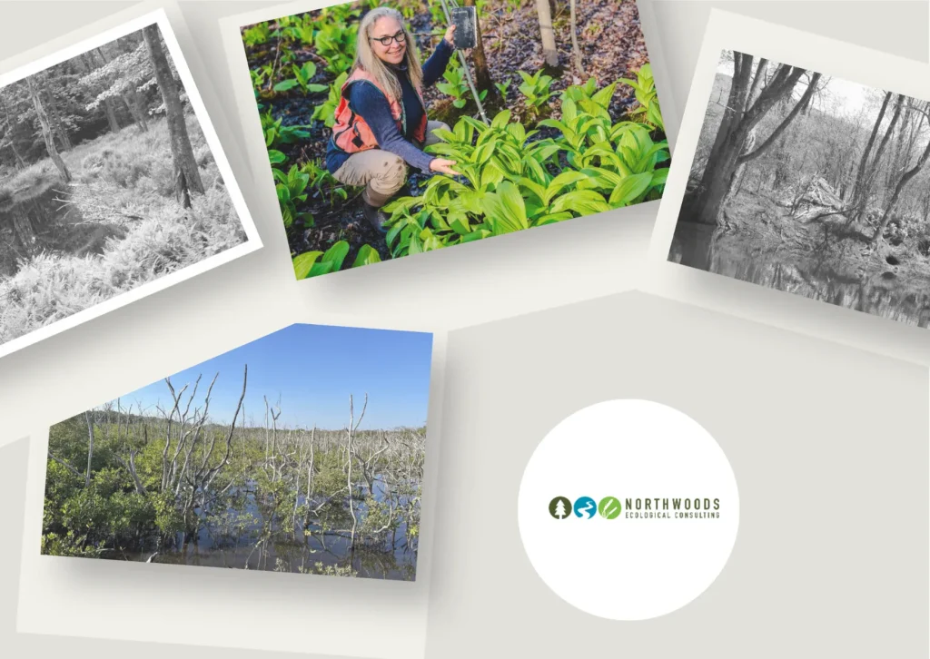 Expert Vermont Environmental Consulting Services for Sustainable Development and Permitting Guidance