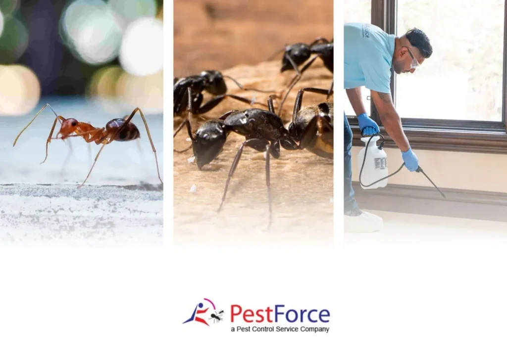 Effective Mice Control Solutions to Protect Your Home from Infestations