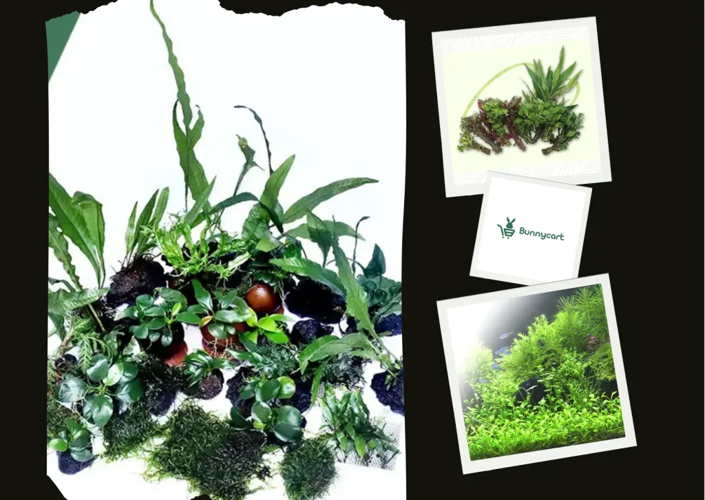 Top Aquarium Plant Tips to Create a Lush Underwater Paradise Top Aquarium Plant Tips to Create a Lush Underwater Paradise