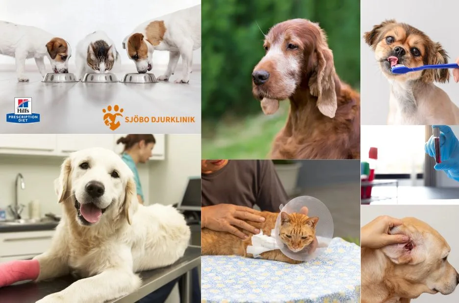 Vaccinera Hund i Simrishamn – Professionell Hundvaccination för Friska Husdjur Vaccinera Hund i Simrishamn – Professionell Hundvaccination för Friska Husdjur