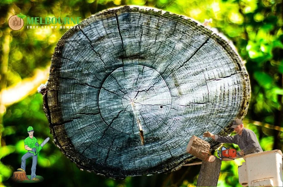 Professional Stump Grinding Werribee Services for Clean and Safe Landscapes Professional Stump Grinding Werribee Services for Clean and Safe Landscapes