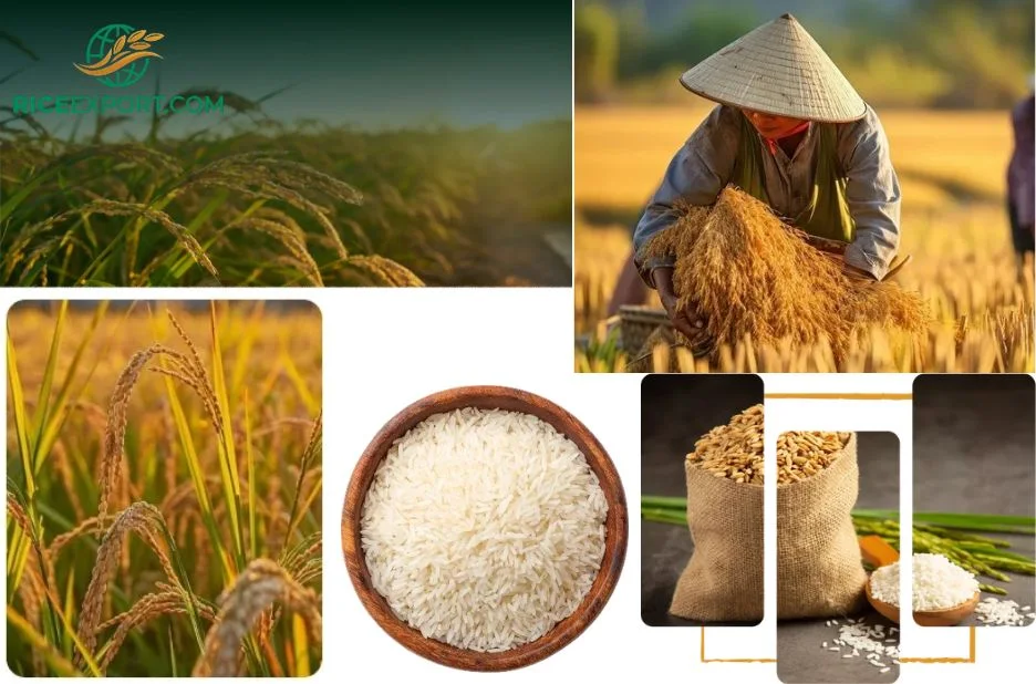 Competitive Rice Price Per Ton Nigeria | Premium Quality and Reliable Export Services Competitive Rice Price Per Ton Nigeria | Premium Quality and Reliable Export Services
