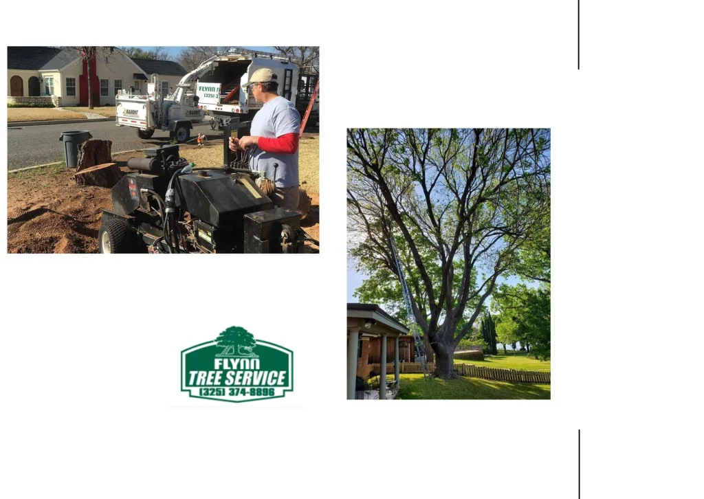 Effective Tree Cabling and Bracing Techniques for Enhanced Structural Support