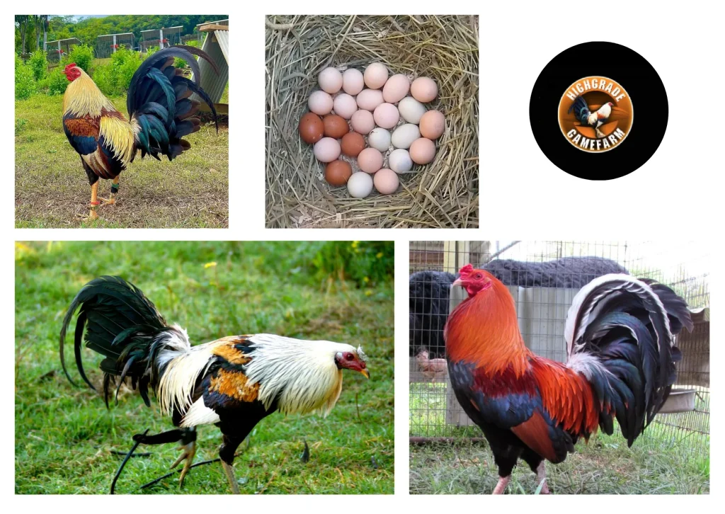 Top Quality Gamefowl for Sell with Strong Genetics and Trusted Service