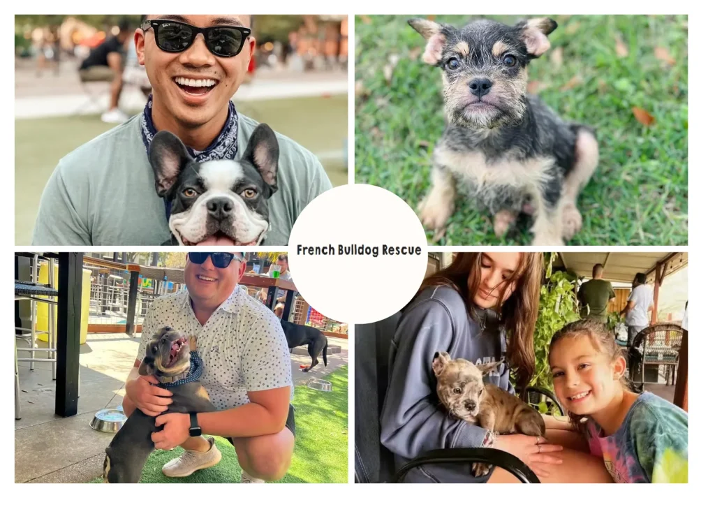 How to Rescue French Bulldogs and Provide Them Loving Forever Homes