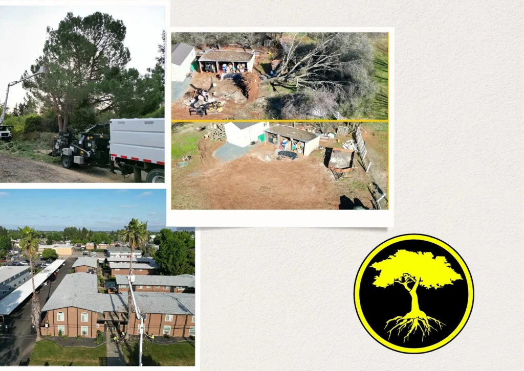 Efficient Branch Hauling Services for a Clutter-Free Yard