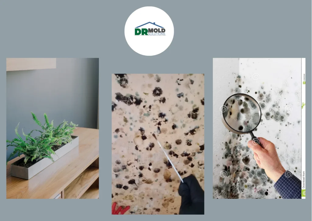 Expert Mold Inspection Palm Harbor FL Services for Healthier Indoor Environments