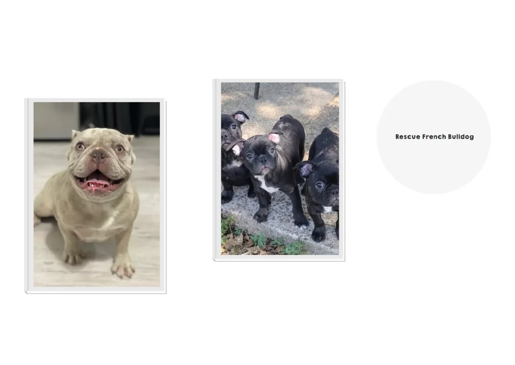 French Bulldog Rescue: How to Support and Adopt Needy French Bulldogs Safely
