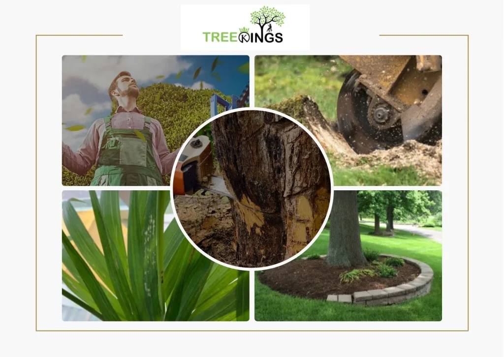 Expert Tree Removal Craigieburn Services for Safe and Affordable Tree Care
