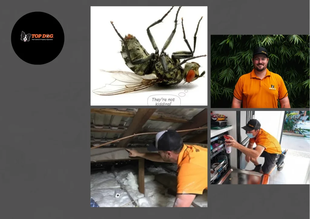 Effective Pest Control Miami Services for a Pest-Free Home and Office