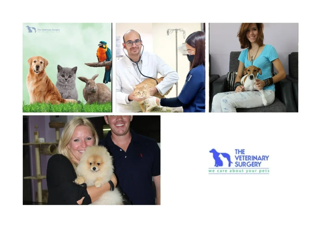 Top Doha Vets Qatar for Expert Pet Care and Wellness Services