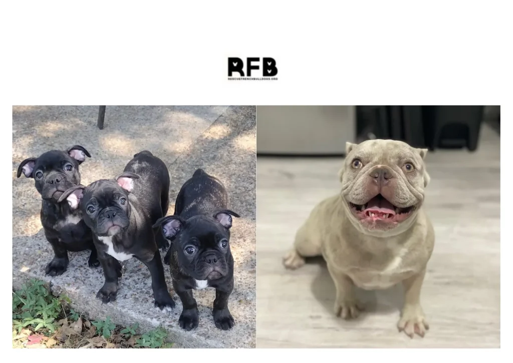 French Bulldog Rescue: How to Support and Adopt French Bulldogs in Need