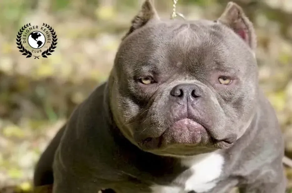 Unlocking the Advantages of American Bully Registration for Responsible Ownership and Breeding Unlocking the Advantages of American Bully Registration for Responsible Ownership and Breeding
