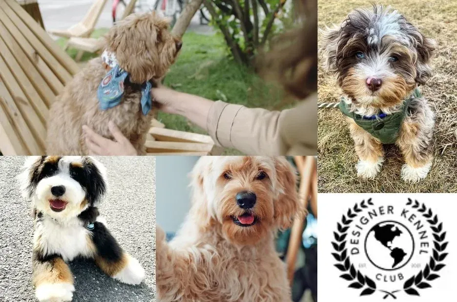 How to Register Your Puppy: Benefits and Step-by-Step Guide