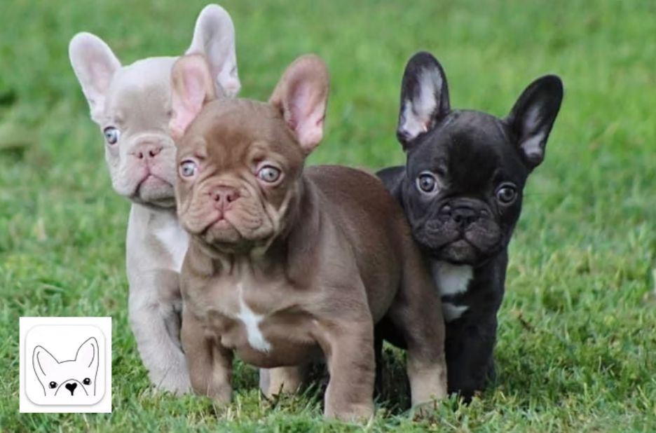 French Bulldog for Sale: How to Choose a Healthy Puppy and Avoid Red Flags French Bulldog for Sale: How to Choose a Healthy Puppy and Avoid Red Flags