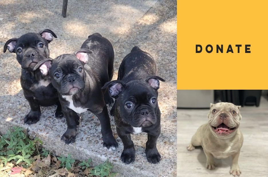 Find Frenchie Puppies Near Me: A Local Checklist for Safe Rescue Adoption Find Frenchie Puppies Near Me: A Local Checklist for Safe Rescue Adoption