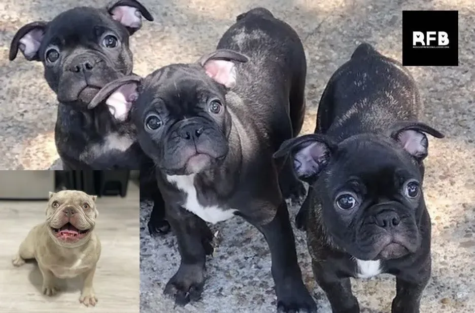 Rescue French Bulldogs Guest Post: How French Bulldog Rescue Transforms Lives Rescue French Bulldogs Guest Post: How French Bulldog Rescue Transforms Lives