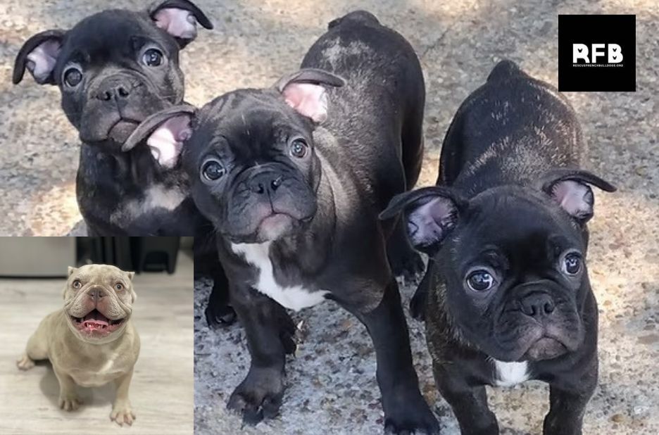 How French Bulldog Rescue Programs Save Lives and Help Families Adopt Safely How French Bulldog Rescue Programs Save Lives and Help Families Adopt Safely