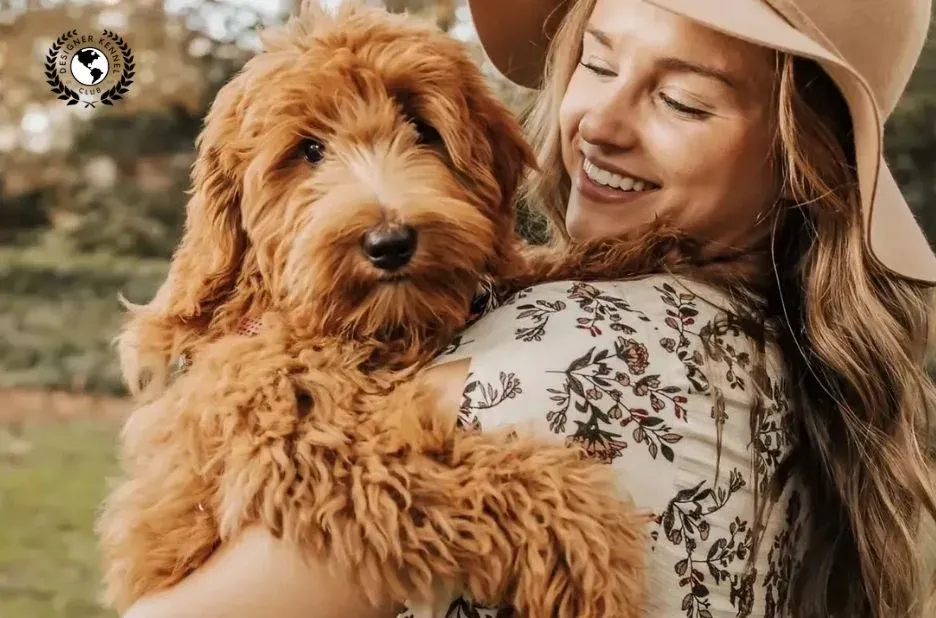 How to Get Papers on a Dog: Benefits of Registration Explained by Designer Kennel Club How to Get Papers on a Dog: Benefits of Registration Explained by Designer Kennel Club