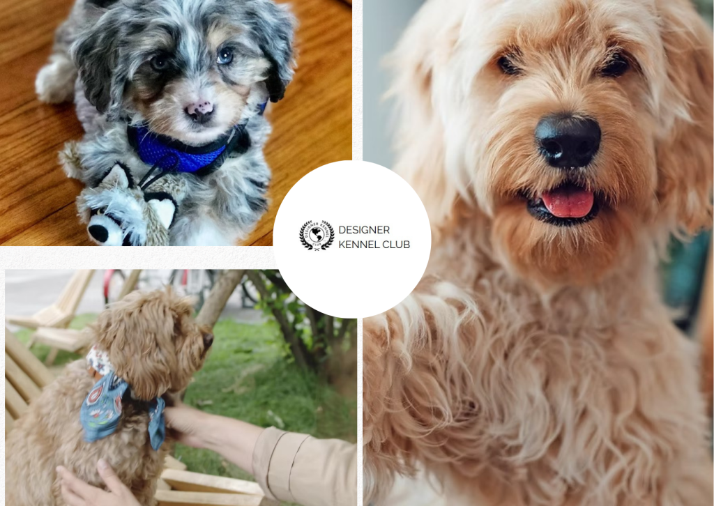 Expert Guide to Registering a Designer Dog Without AKC