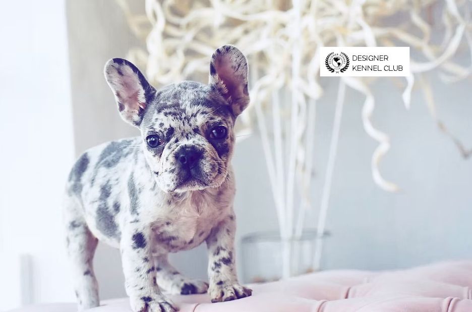 Exotic French Bulldog Registration: How to Verify Quality and Trust Exotic French Bulldog Registration: How to Verify Quality and Trust
