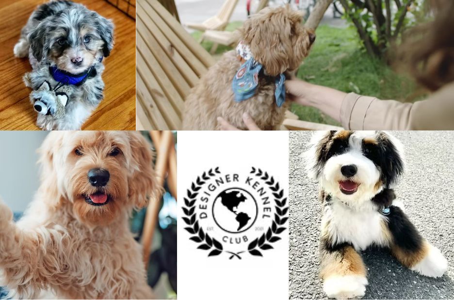 Local Guidance for Collie-Doodle Registration Papers Local Guidance for Collie-Doodle Registration Papers