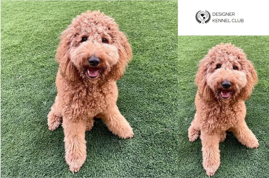 Practical Guide to Getting Golden Doodle Papers Without AKC Practical Guide to Getting Golden Doodle Papers Without AKC