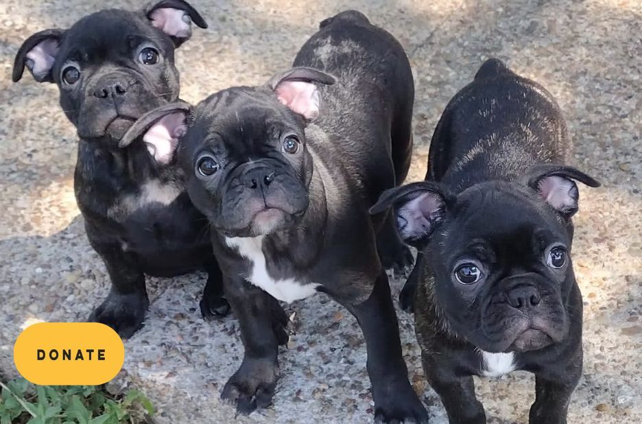 Rescue French Bulldogs: A Comprehensive Checklist for Successful Foster and Adoption Rescue French Bulldogs: A Comprehensive Checklist for Successful Foster and Adoption