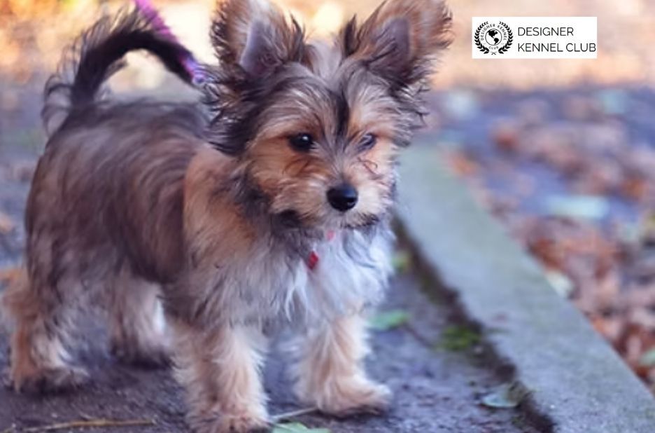 How to Prove Your Dog’s Background Without AKC Papers How to Prove Your Dog’s Background Without AKC Papers