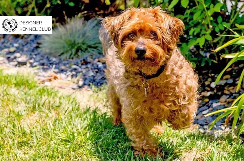 How to Get Yorkiepoo Papers Without AKC Registration How to Get Yorkiepoo Papers Without AKC Registration