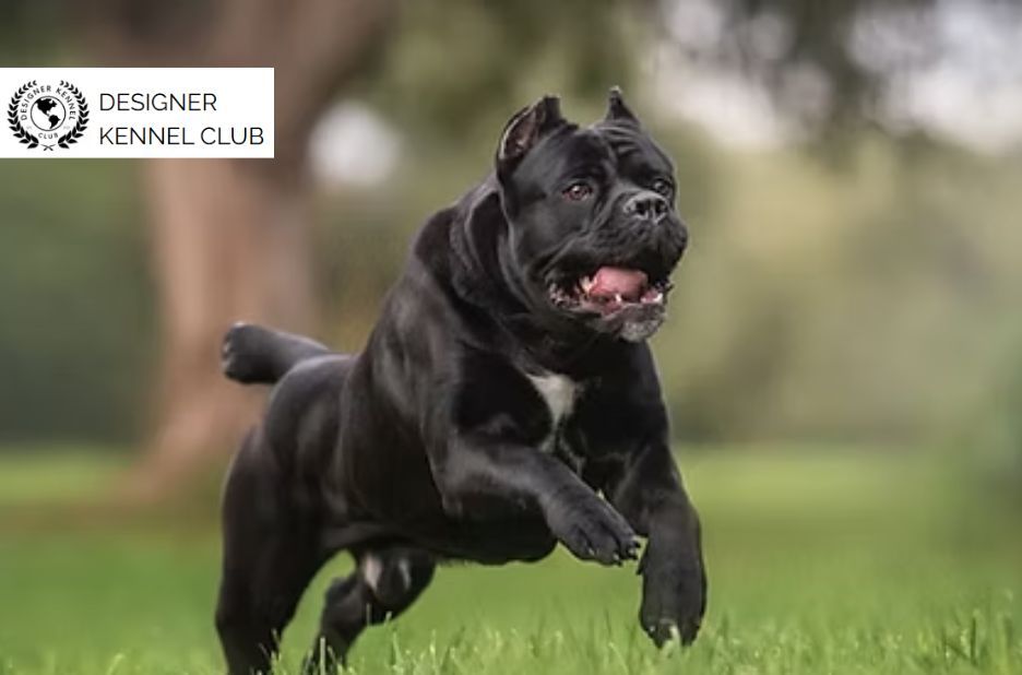 Register Your Cane Corso Without AKC: Key Differences