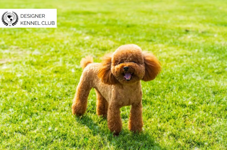 How to Register a Poodle Mix Without AKC in Your Area How to Register a Poodle Mix Without AKC in Your Area