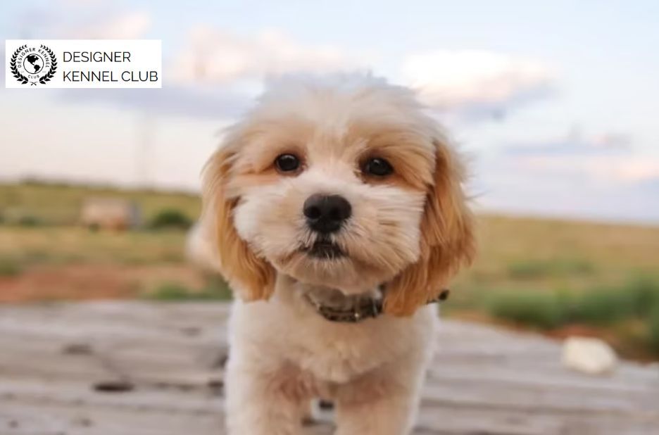 How to Complete Shih Poo Registration Locally in Your Area How to Complete Shih Poo Registration Locally in Your Area