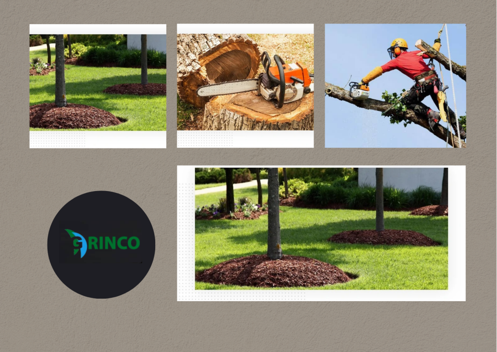 Buyer’s Guide to Tree Root Removal for Safer Gardens